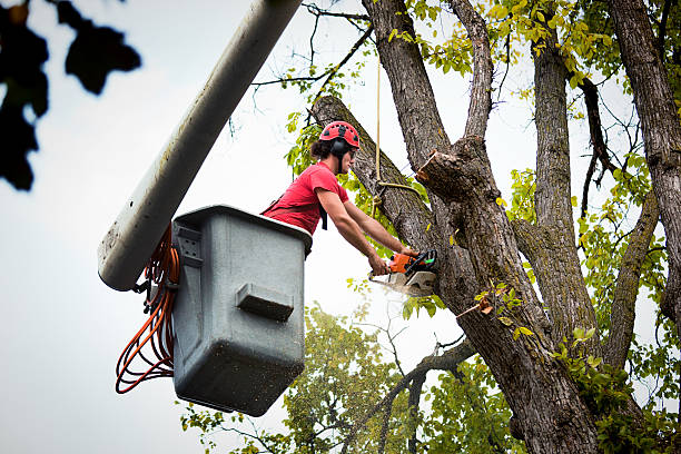 Best Root Management and Removal  in Maywood, NJ